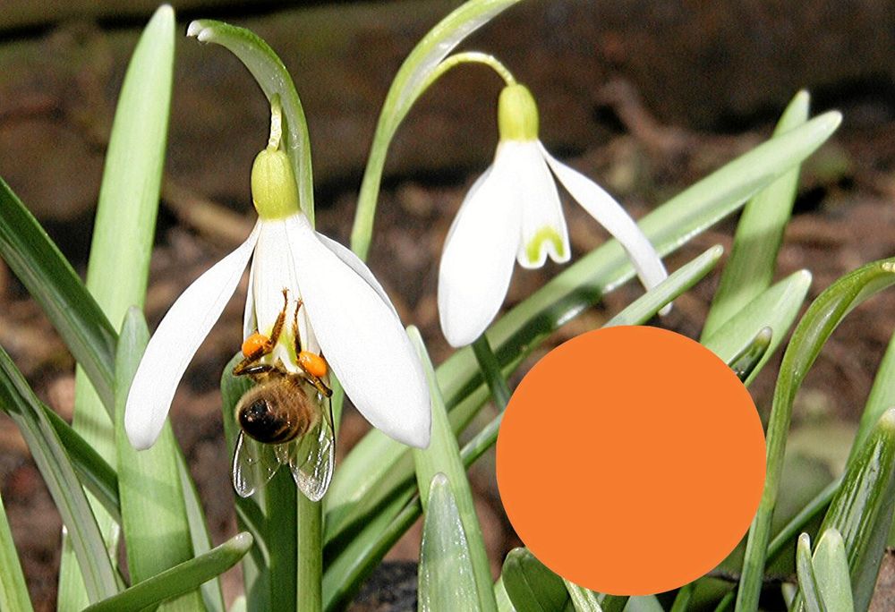 Inne i snödroppens vita klocka döljs ett brandgult pollen.