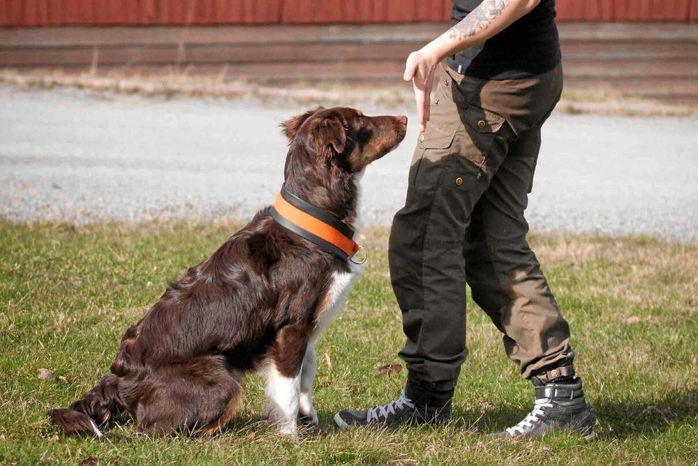 När hunden är inklickad kan du lägga på ett moment till: target. Det går ut på att hunden ska lära sig att dutta med nosen i din handflata när du visar den.