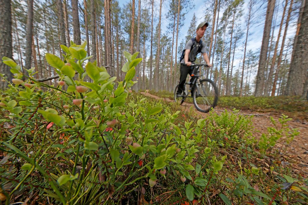 Cykling i skog och mark bedöms bli den största utmaningen för allemansrätten framöver, enligt LRF:s expert på allemansrätt.