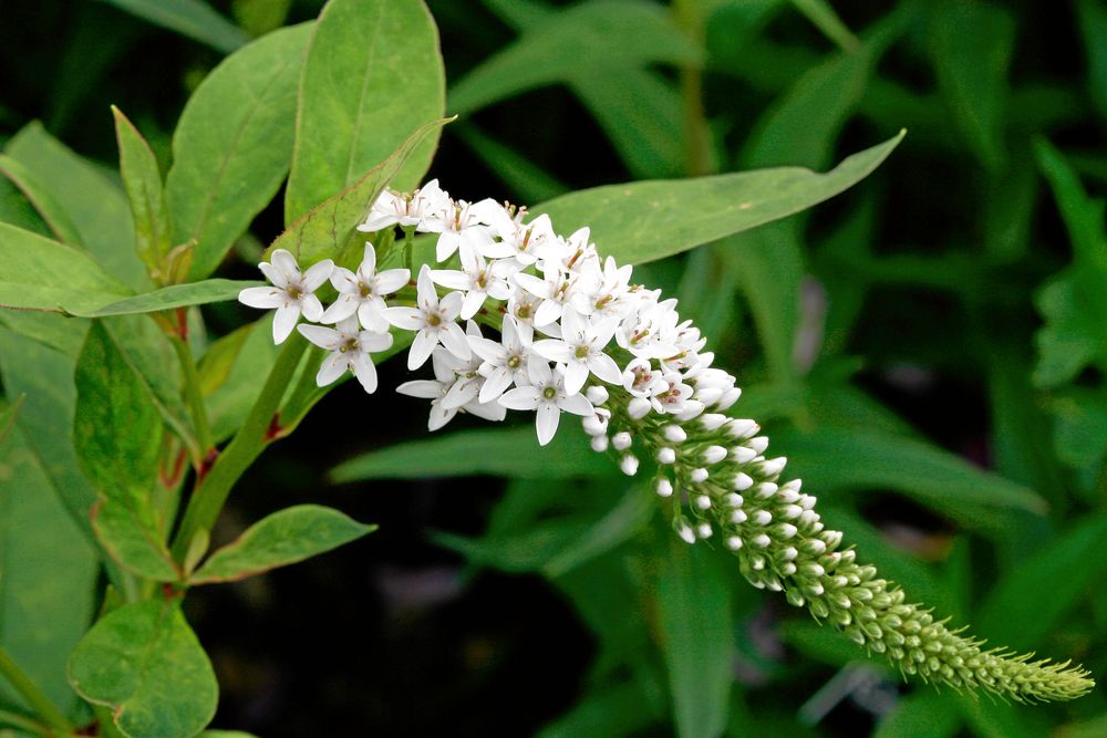 Vitlysing, Lysimachia clethroides, behåller sina vackra fröställningar över vintern. Foto: IBL