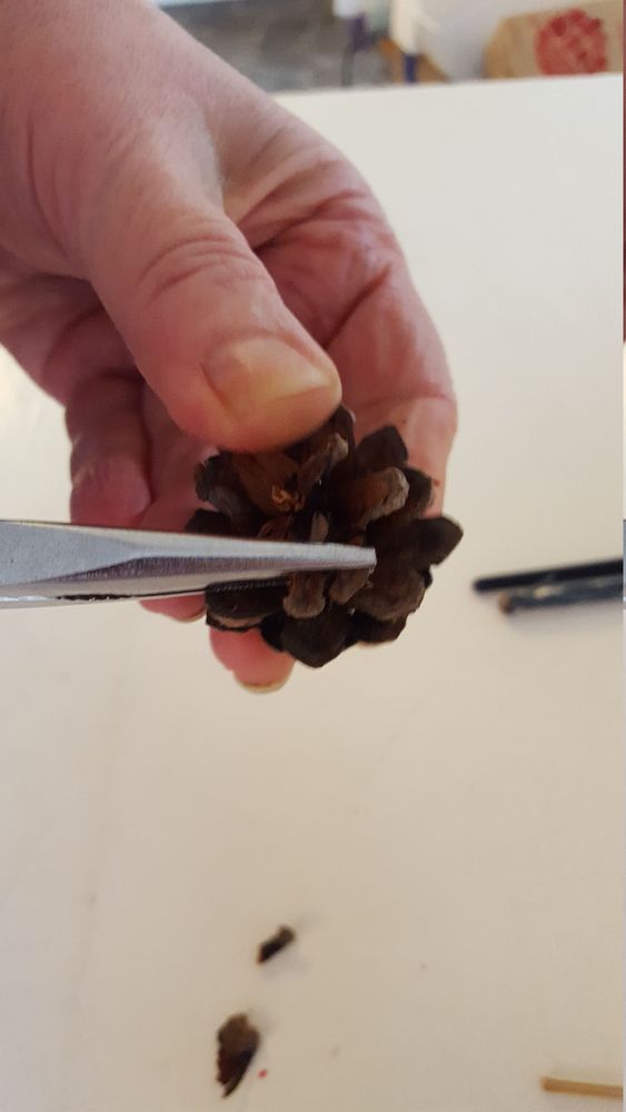 Börja blocka av kottbladen ovanifrån. Sluta när du är nöjd med utseendet.