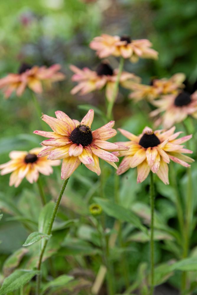 Sommarrudbeckian ’Sahara’ träder fram i olika skepnader, här i en lätt strimmig, gulrosa variant.