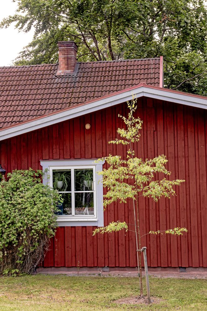 Harald har planterat en ornäsbjörk cirka två meter från ett hus för att den ska hjälpa till att torka upp en fuktig plats där det blir isigt och halt på vintern. Eftersom huset bara är en våning högt kan kronan stammas upp så att den hamnar ovanför taket när trädet blir stort. Foto: Agneta Bergström