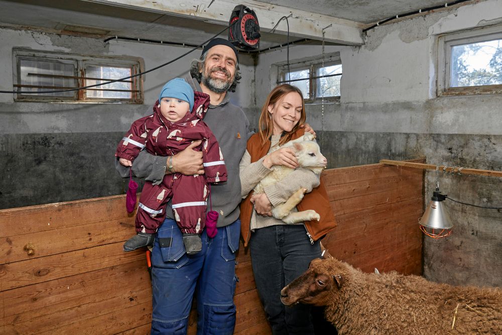 Kalle och Brita visste inte att de kunde förlösa lamm förrän de fick kasta sig i en besvärlig lamning. Men de klarade det. Sonen Björn var med även då.