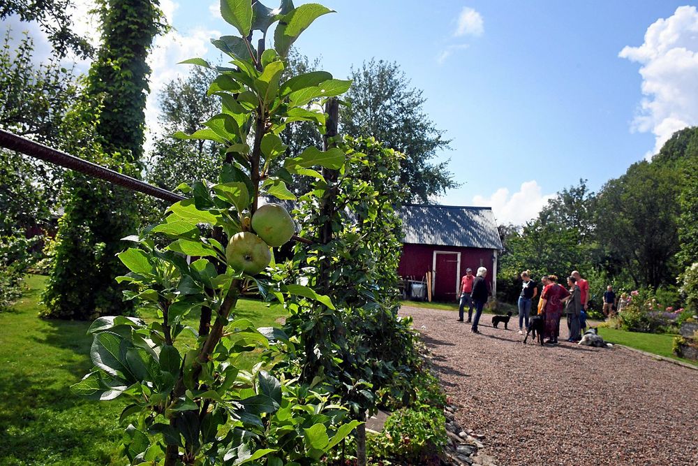 Mycket handlar om frukt i Katarina Olssons trädgård, och många var nyfikna på hennes spaljerade äppleträd.