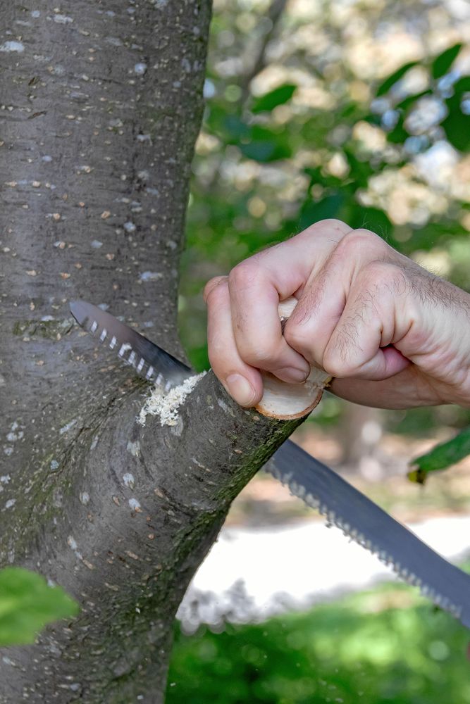 Beskärning på sommaren stjäl energi från växten.