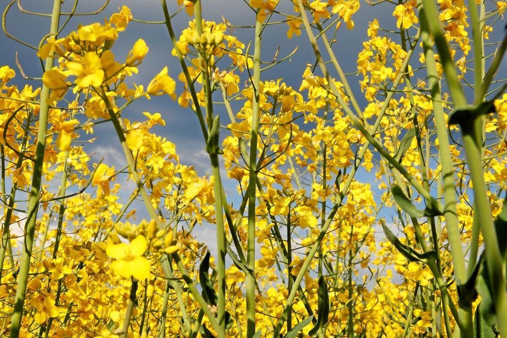 Raps som blir rapsolja.