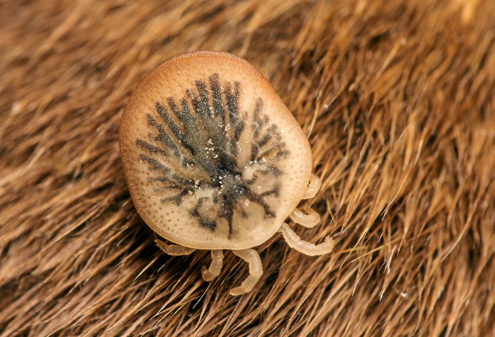 Kortbent fladdermusfästing.