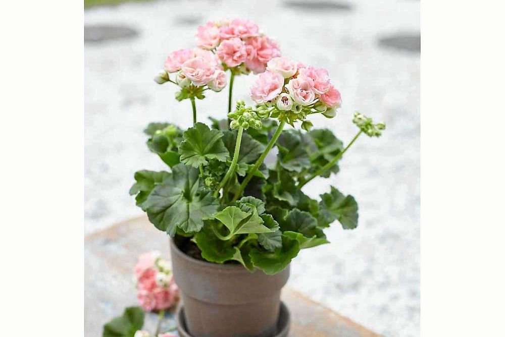 Astrid - vackrare pelargon får man leta efter!