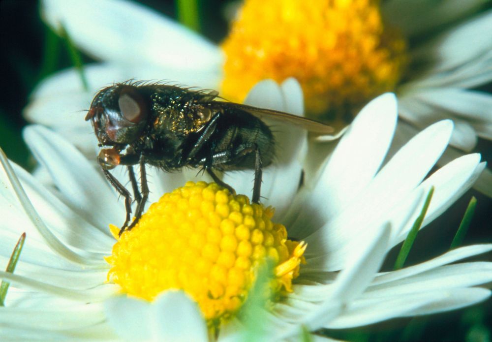 Vindsflugan mitt i maten. Hon lever på nektar från blommorna.