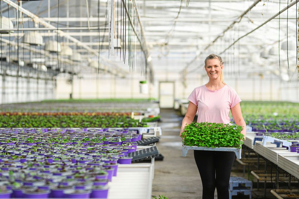 De lila krukorna innehåller årets satsning för Sofia: Dragväxter för fjärilar och bin.