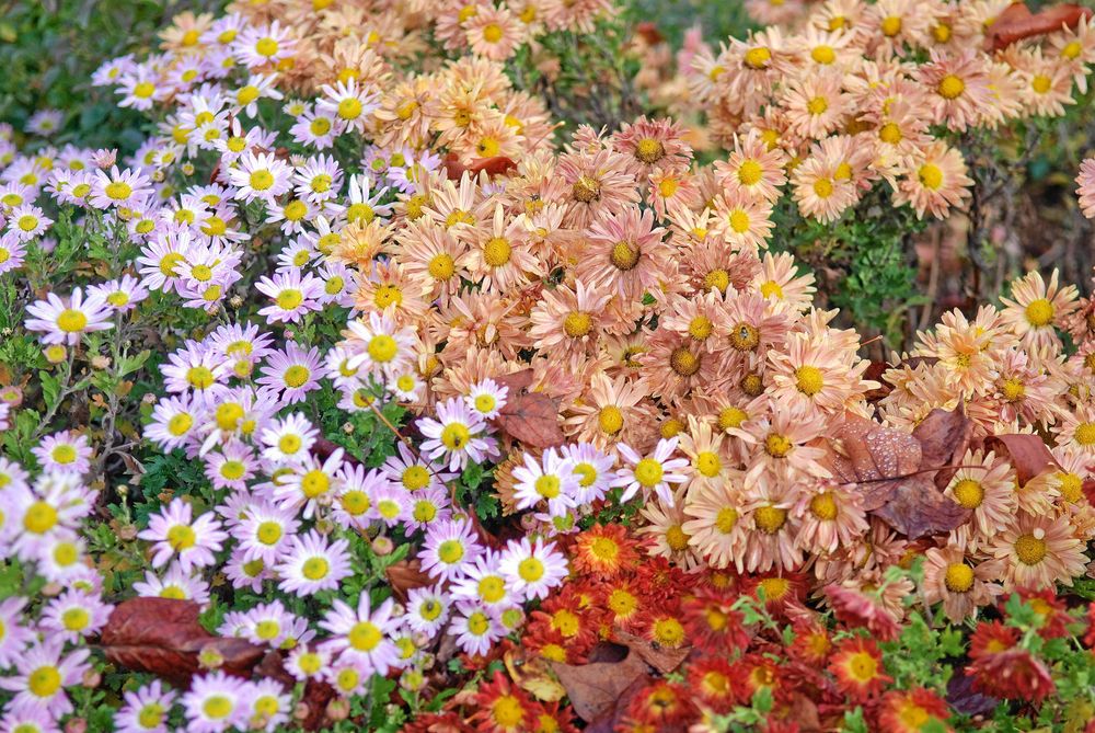 Krysantemum, Chrysanthemum indicum, är en tålig och tacksam växt i höstkrukan. Foto: IBL