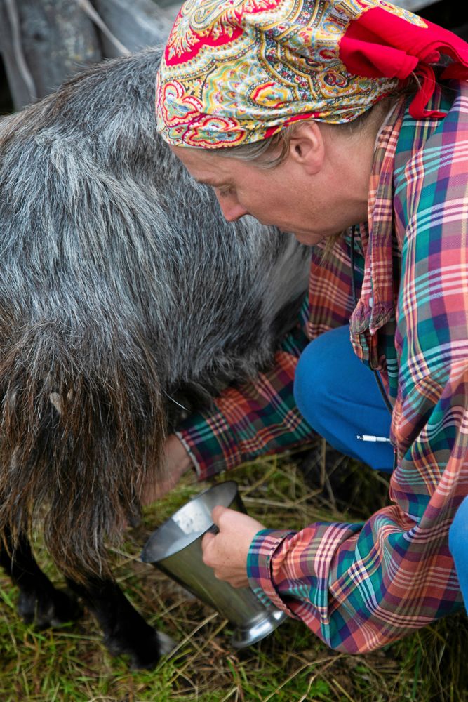 Lotta mjölkar både sina getter och kor varje kväll med varsam hand.