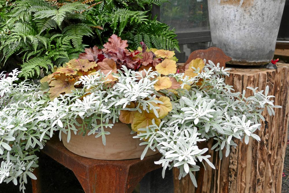 Plantering på bredden.