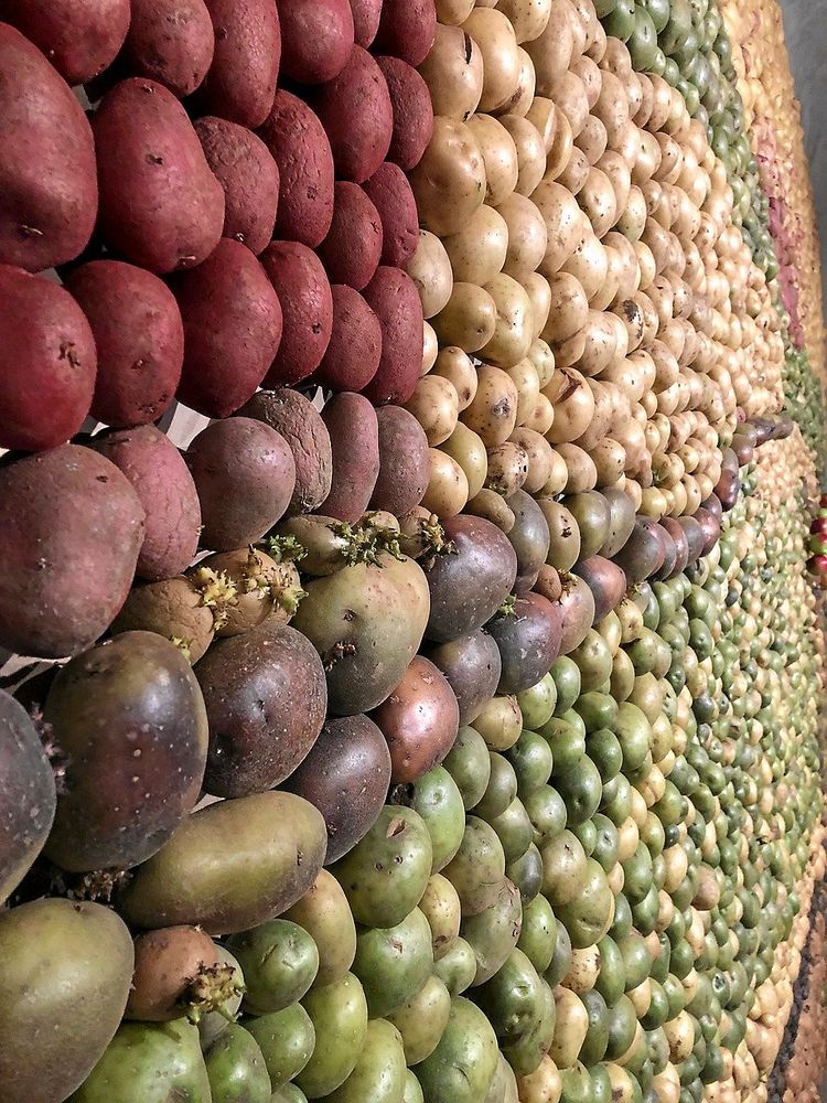 Potatistavlan består av sju sorters olika knölar i varierande färger.