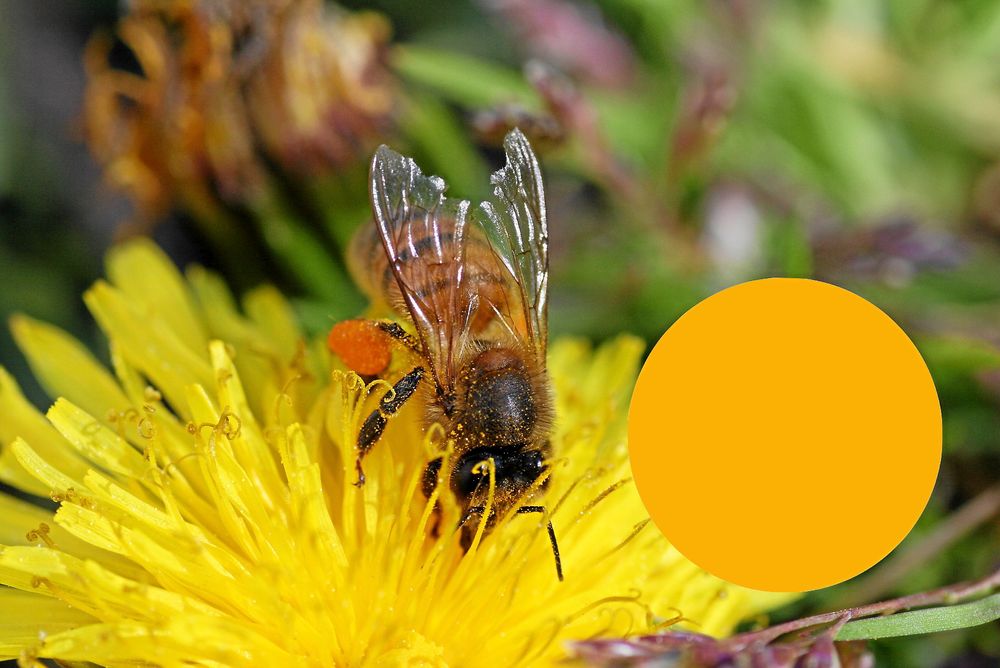 Maskrosorna ger gulrött pollen. Lukta gärna vid bikupan när de blommar. Maskrosdoften brukar kännas.