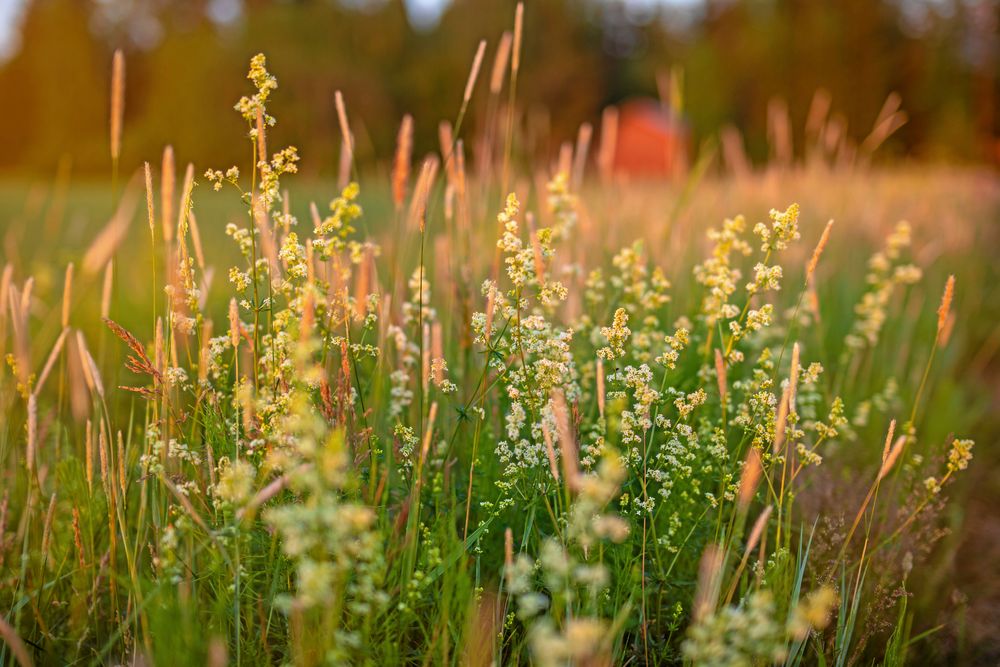 Här kommer vitmåran! Klart det ska bli en liten äng.