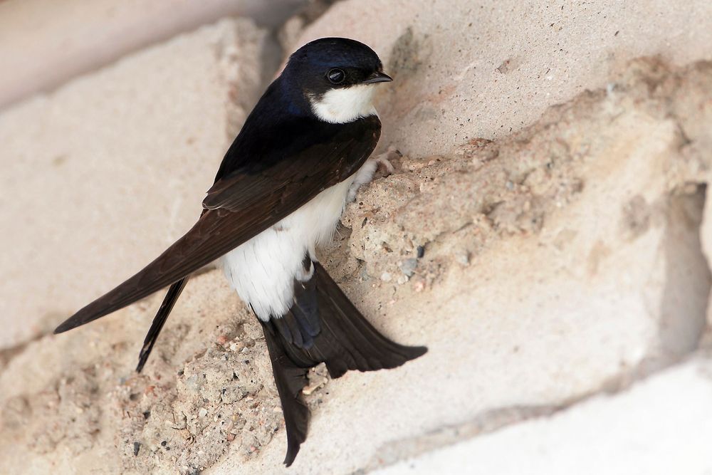 Hussvalan är älskad av människor världen över.