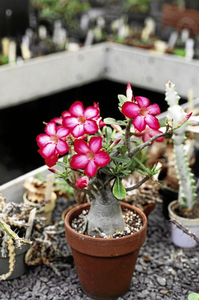 Visst är den vacker? Den värmeälskande ökenrosen är en riktig liten juvel. Foto: IBL.