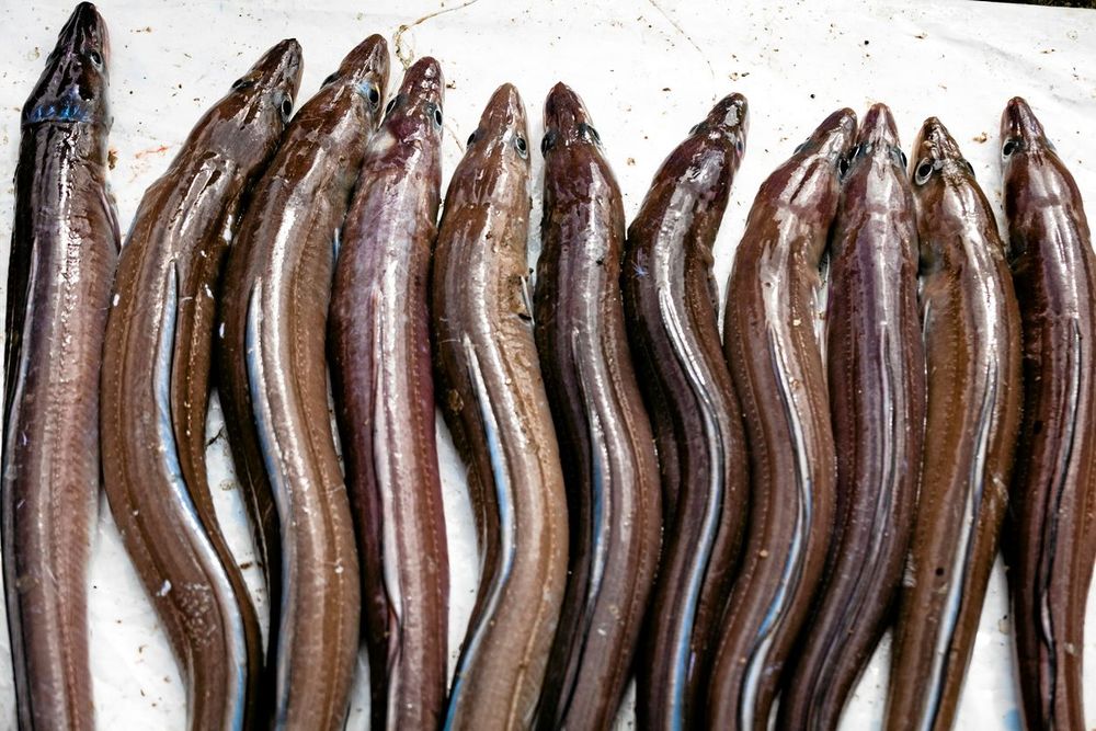 Ålen är rödlistad men dyker fortsättningsvis upp på middagsbord framför allt i Skåne.