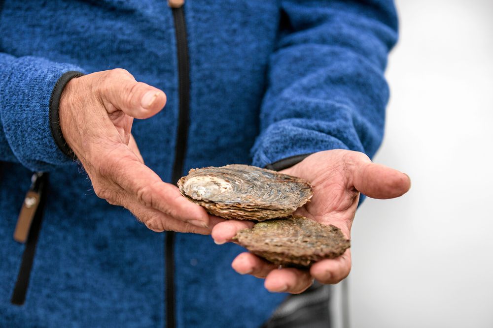 De svenska ostronen är lite mindre och regelbundet runda i formen. De japanska är större, oregelbundna och mer ovala.