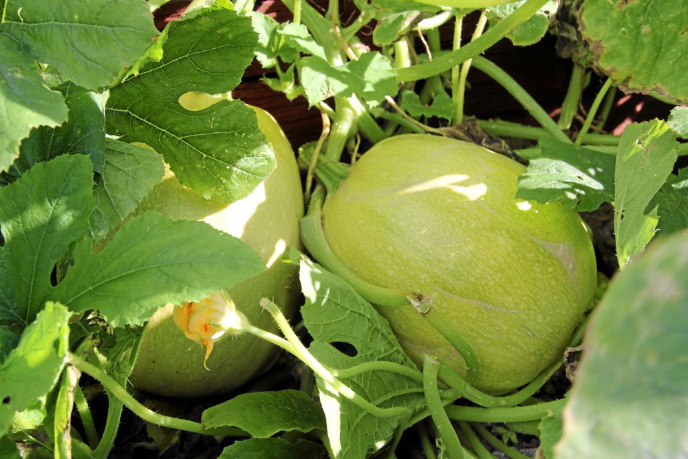 Spagettipumpan har fruktkött som spagetti.