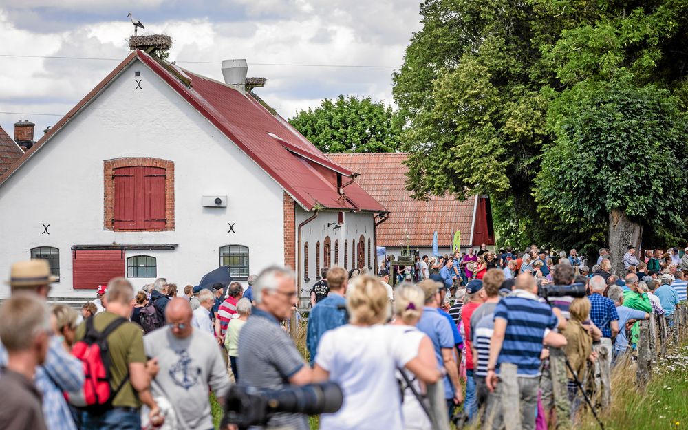 Köerna ringlar långa till storksläppet i Hemmestorp i Skåne, förra året kom nära 800 personer.