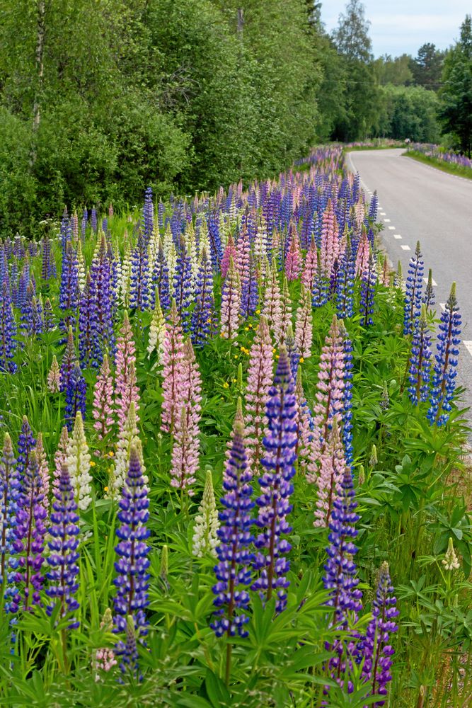 Blomsterlupinen är invasiv men ännu inte förbjuden.