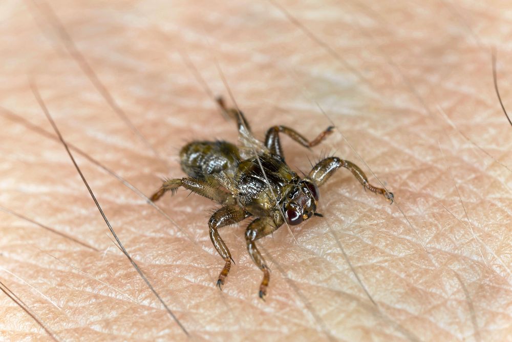 Det är kört. Älgflugan har landat på en människa och sparkat av sig vingarna. Nu kan den inte flyga rätt.