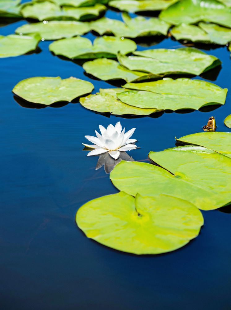 Drömmen i en damm. Gräv djupt om du vill ha näckros.