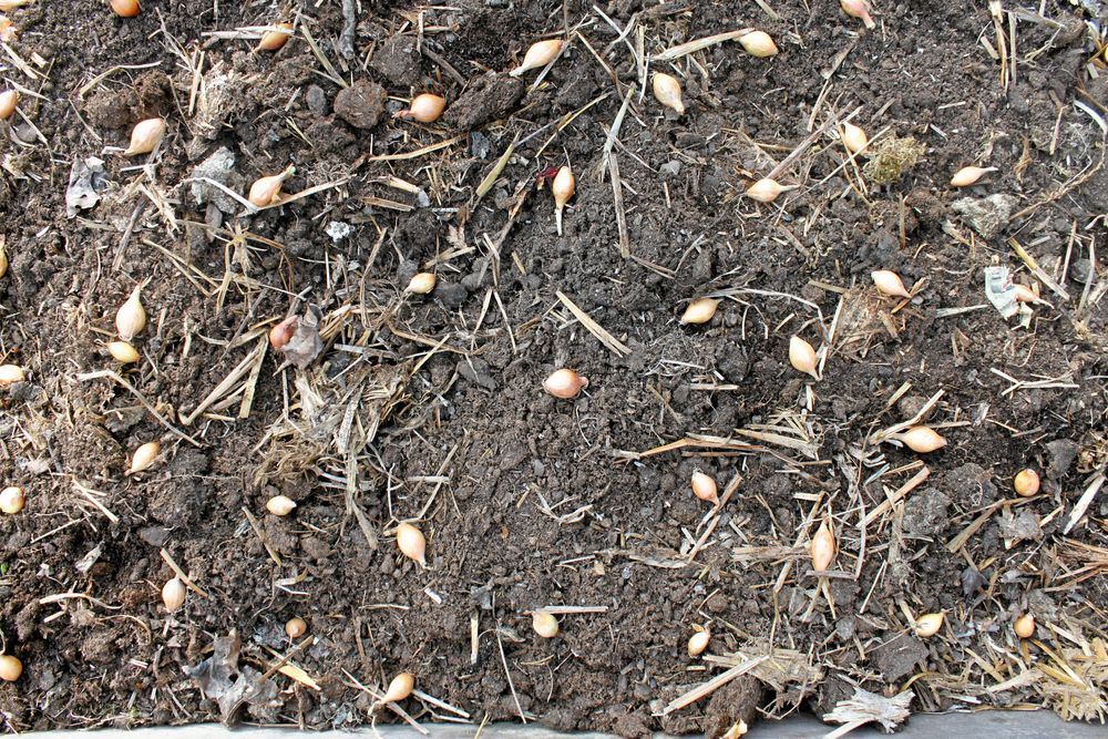 Lägg ut sättlöken på jorden med lagom avstånd så att den färdiga plantan får plats. Sedan är det bara att trycka ner löken i jorden.