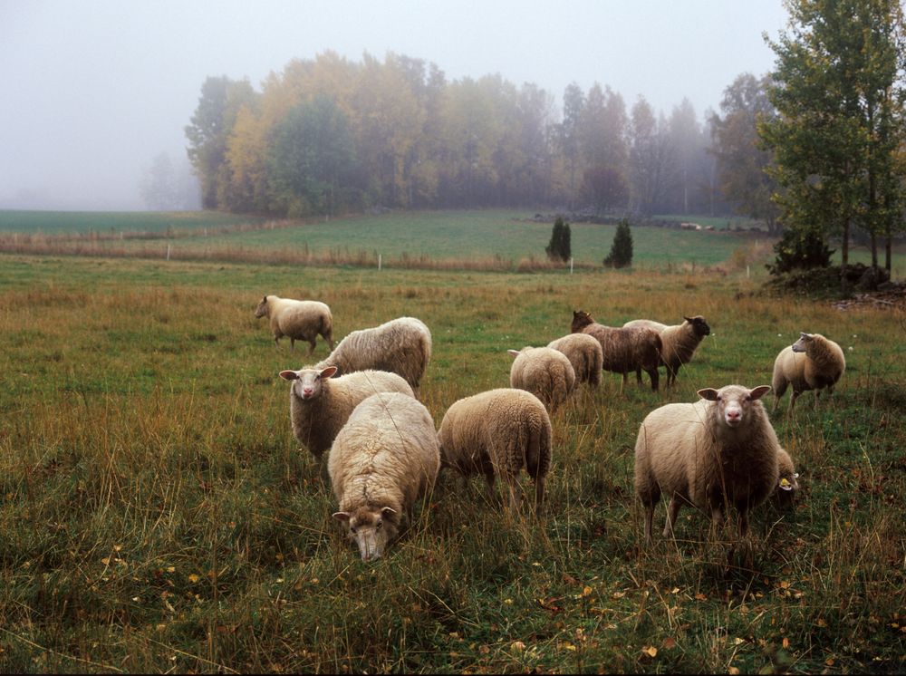 Mosaikbetesmark har betydande inslag av tätare växtområden, träd och buskar eller värdefulla landskapselement.