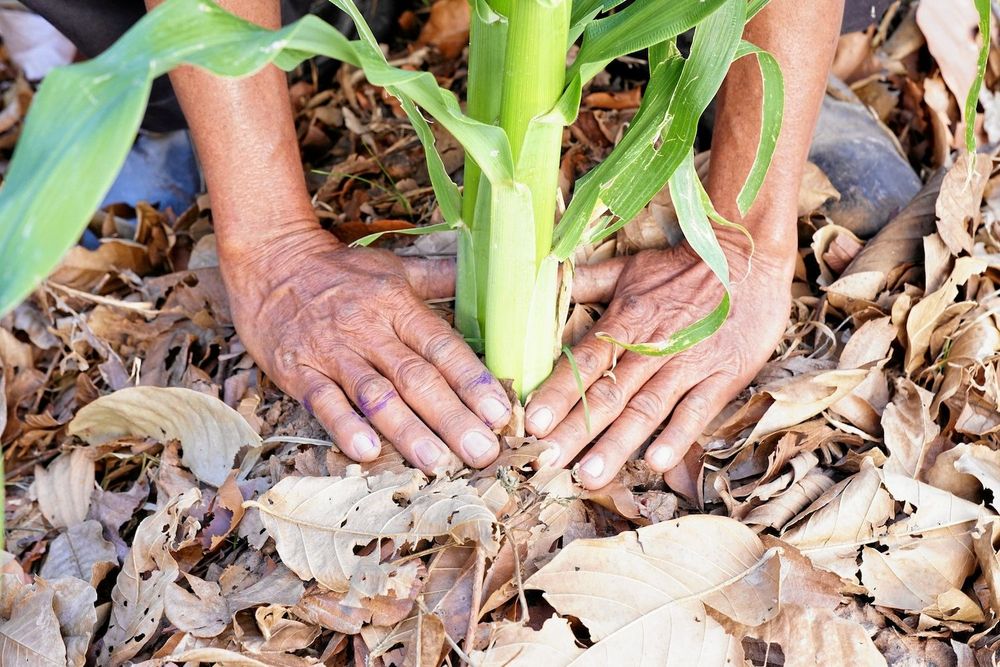 Löv, gräs, halm, fårull eller annat täckmaterial hejdar avdunstning. Har du snigelproblem? Lägg något extra gott under en plastbytta så kryper de dit och du kan göra processen kort.