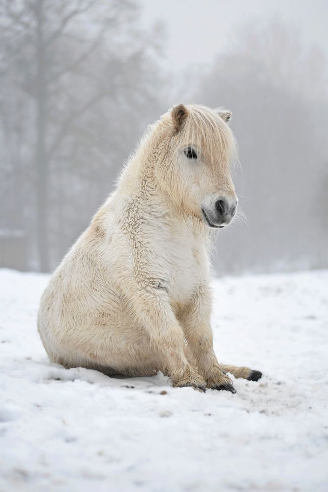 Att lära sig att sitta ned är svårt för en häst, men Alvin klarar det galant.