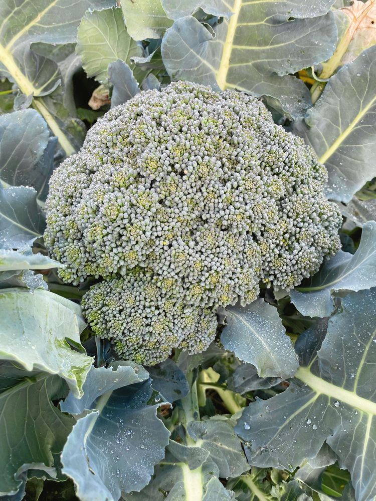 ’Rasmus’ har bamsestora broccolihuvuden.