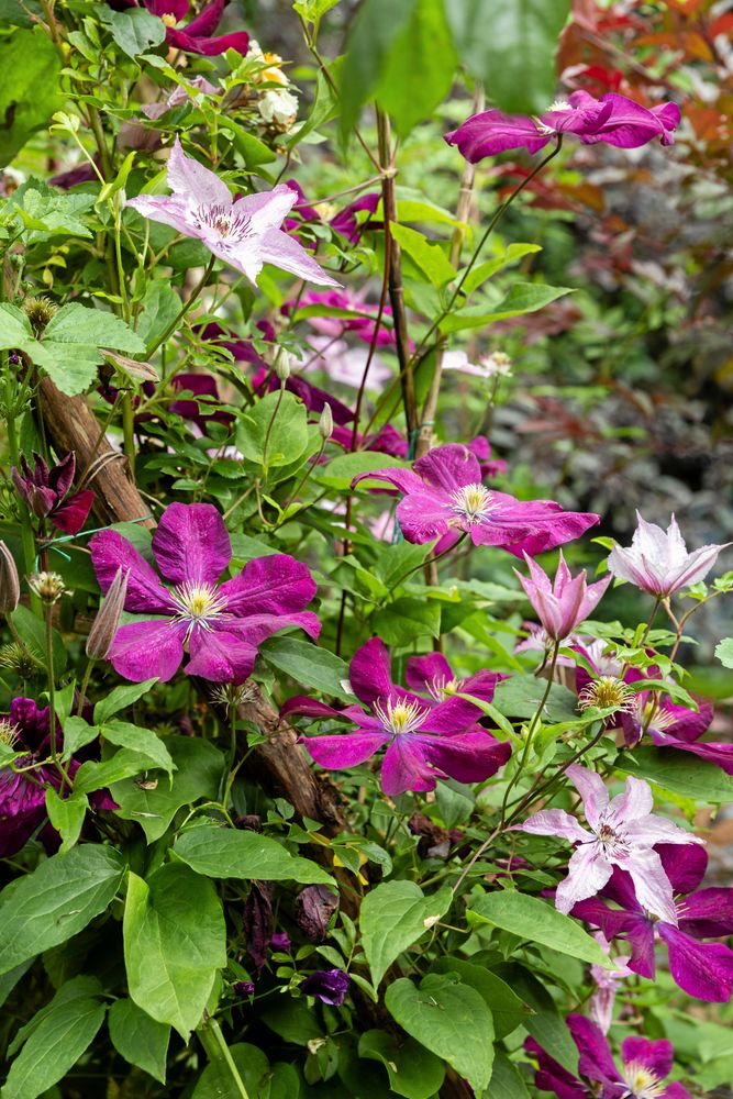 Klematisen är en riktig favoritväxt hos Monica, som gärna bygger sin trädgård på höjden och är svag för blomning i rosa och lila toner.