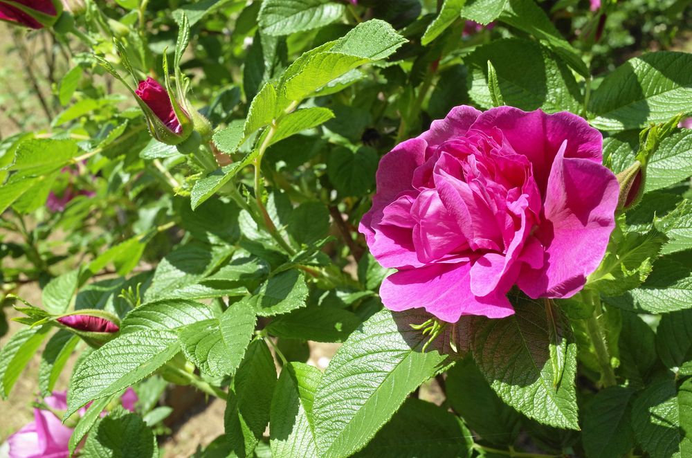 Hansarosen är en av många snälla rugosarosor.