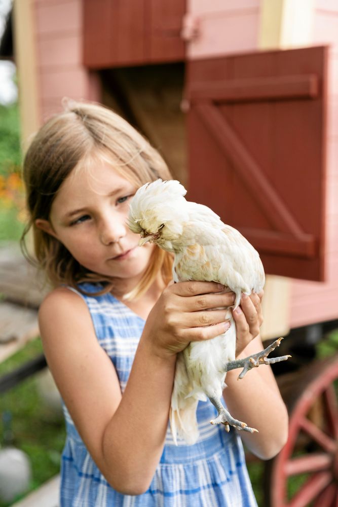 Maj-Britt lyfter försiktigt upp en friserad paduan. Att vara med hönsen är ett kärt bestyr för henne och storasyster Karla. Dessutom står det ägg på menyn nästan varje dag.