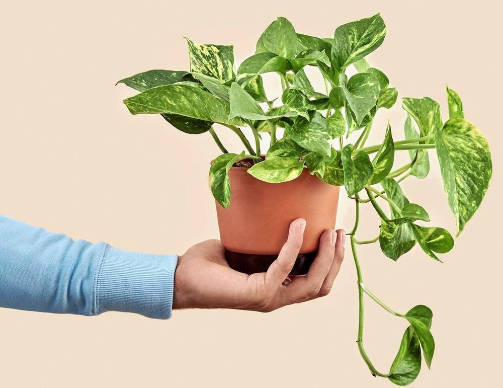 Blir bladen bleka? Då får gullrankan för mycket ljus.