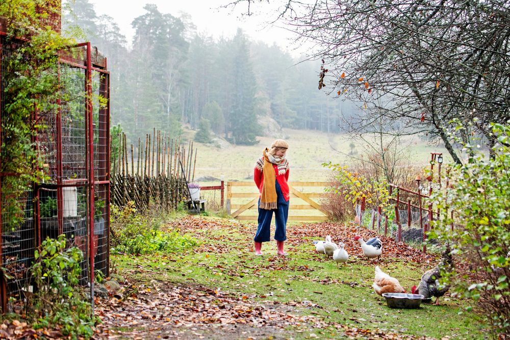 Sofia älskar att kunna ha både ankor och höns.