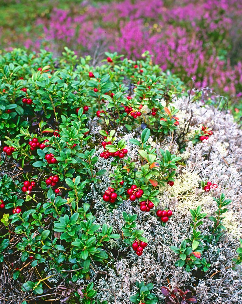 Lingon står upp och viftar med grenarna över mossan.