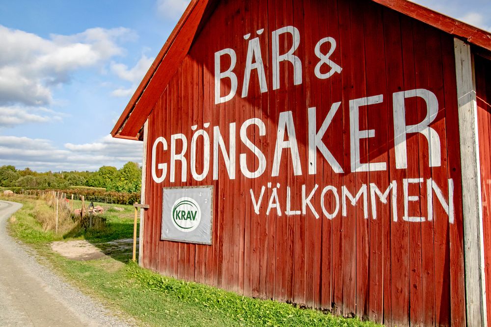 Närodlat. Adriana köper vitkålen från en Krav-certifierad odling i Storå i trakten.