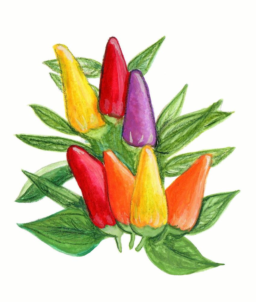 Kompakta chilin ’Hot Razzmatazz’ passar perfekt i köksfönstret.