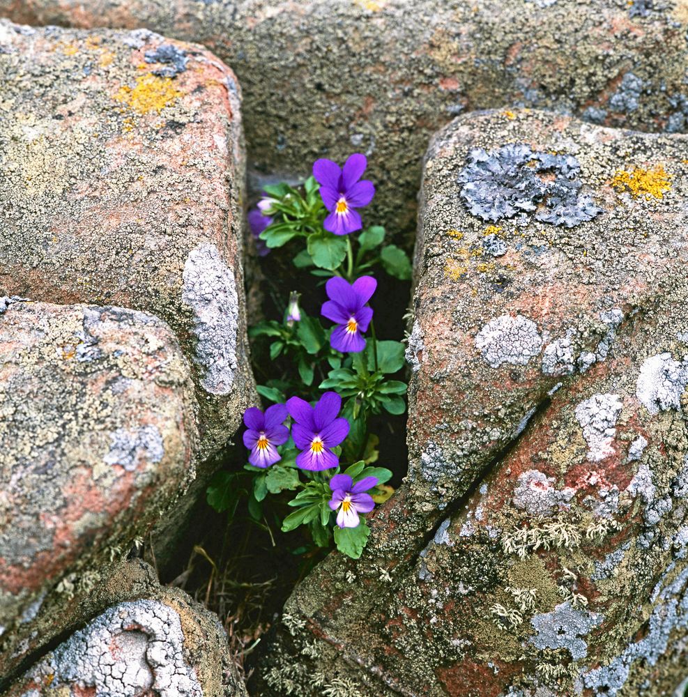 Precis så här tufft vill styvmorsviolen ha det.