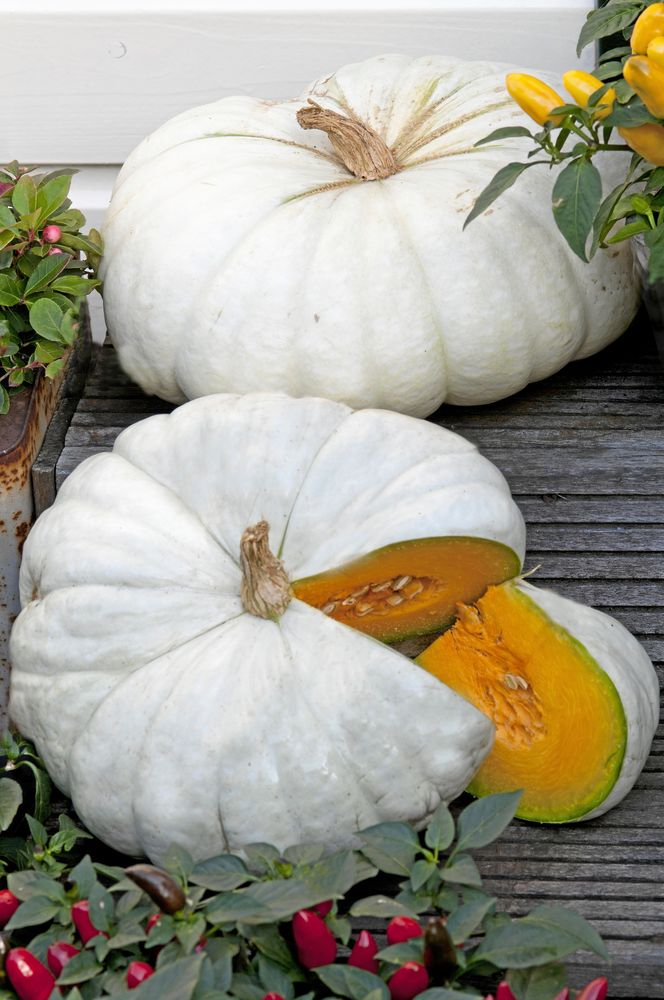 Snygg? Eller hur? Pumpan ’Flat White Boer’ har vitt skal och ett brandgult inre.