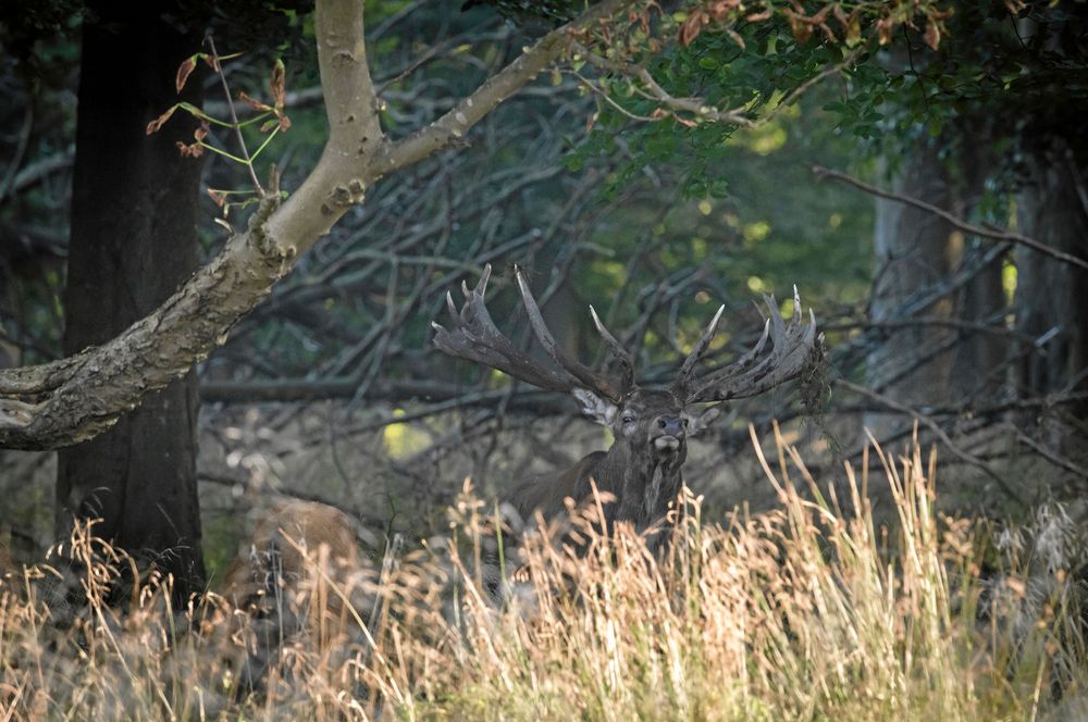 KRONHJORT. Kronhjorten är stor men smälter också väl in i den omgivande skogen.