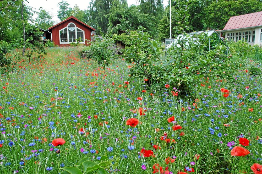 Ettårig äng sådd med gamla åkerogräs som blåklint, råg- och korvallmo, klätt och åkerkulla.