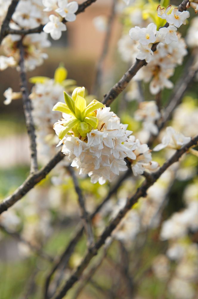 Vitblommande tibast förekommer i naturen. Bären är gula och får oftast sitta kvar eftersom fåglarna inte lägger märke till dem.