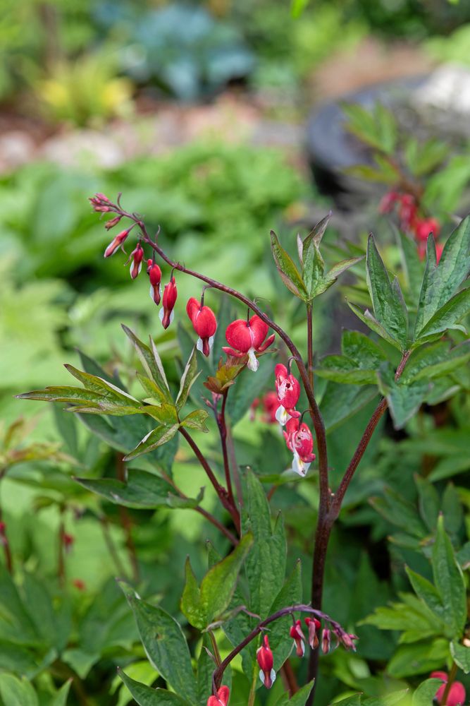 ’Valentine’ är det passande namnet på detta löjtnantshjärta.