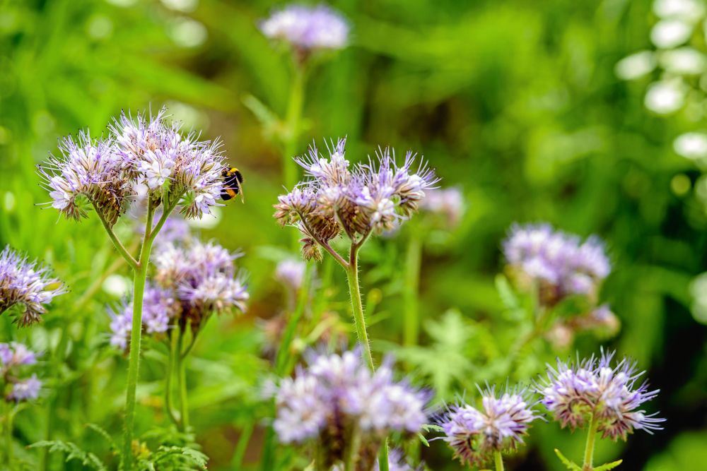 Honungsört ger mat åt både jord och pollinerare.